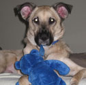Pet of The Week