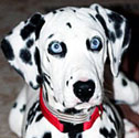 Pet of The Week