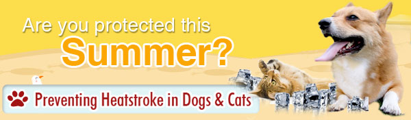 Preventing Heatstroke in Dogs & Cats