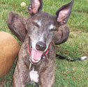 Pet of The Week