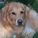 Pet of The Week