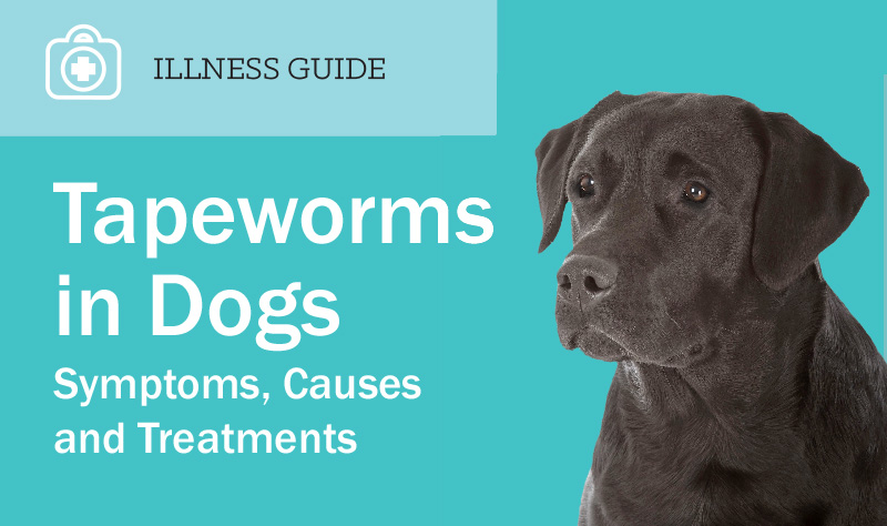 Tapeworm in Dogs Symptoms, Causes & Treatments