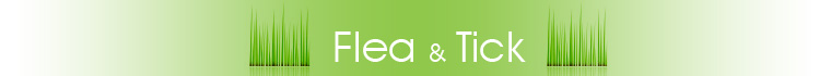 Flea & Tick