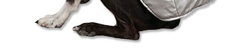 Safety Banner dog
