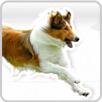 How to Keep your Dog in Shape