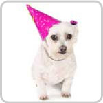 Planning the Perfect Pet Party