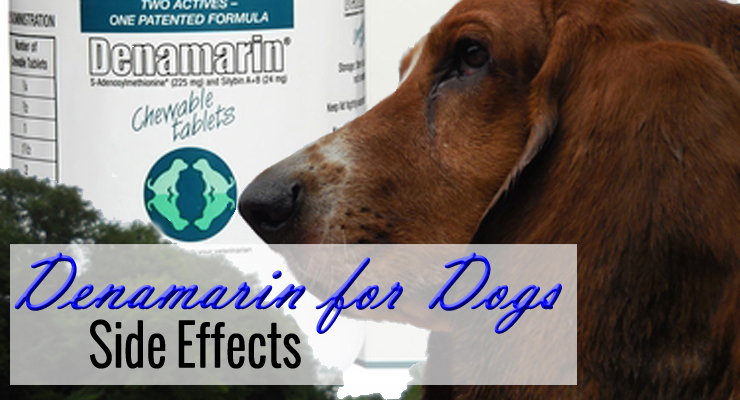 Denamarin for Dogs Side Effects