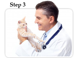 Regular veterinary checkups