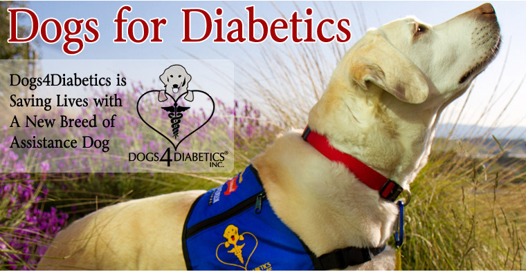 diabetic dog raw hides