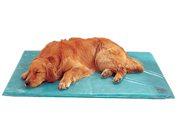 Canine Cooler Bed