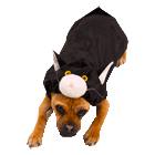 cat dog costume