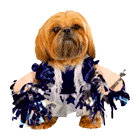 cheer leader dog