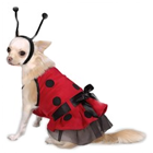 Lady Bug