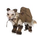 NEW! Leg Avenue Dog Costumes 3 PC. Cuddly Lion Pup Costume