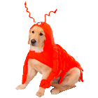 lobster dog
