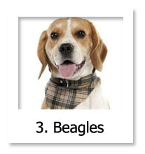 Beagle