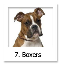 Boxer