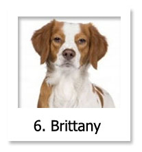 Brittany
