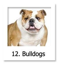 Bulldog
