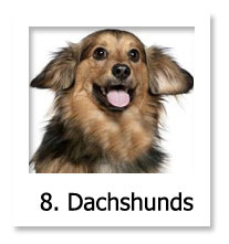 Dachshund