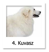 Kuvasz