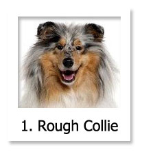 Rough Collie