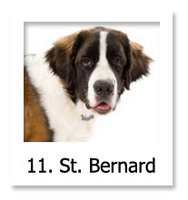St. Bernard