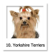 Yorkshire Terrier