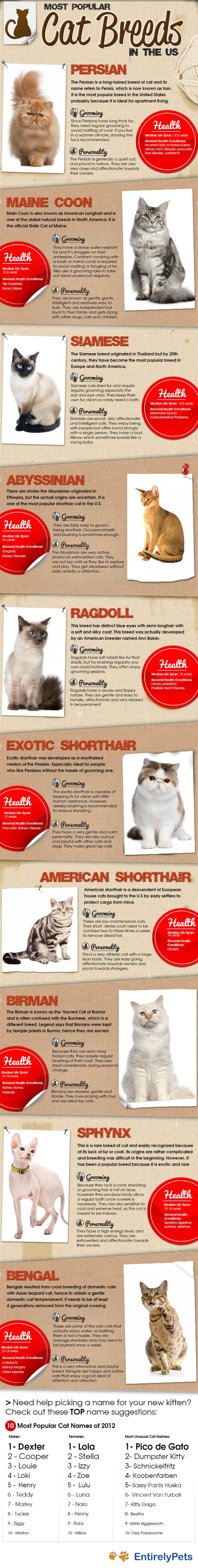 The Most Popular Cat Breeds In The Us