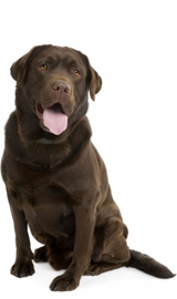 Happy Dog