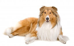 Program helps dogs with flea problems