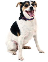 happy cosequin dog