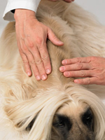 Expose pet's back