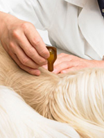 Gently squeeze contents onto pet