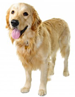 dermoscent dog
