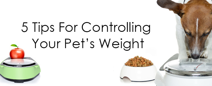 pet weight limit for rentals