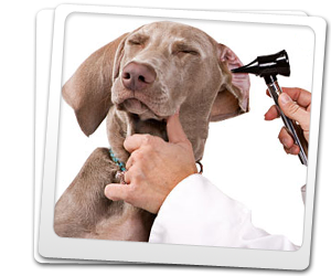 Ear infections in dogs