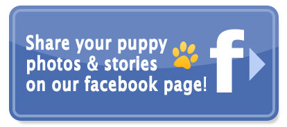 Share your puppy photos & stories on our facebook page!