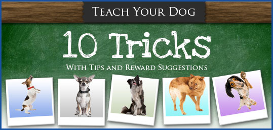 Top 10 Training Treats