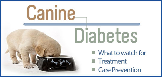 Pet Diabetes