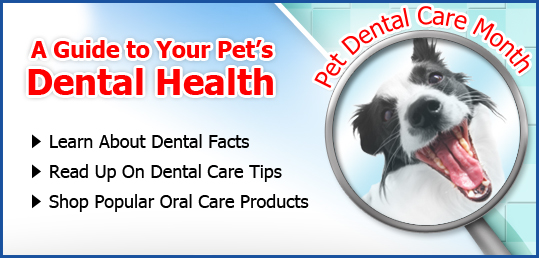 Dental Health Guide
