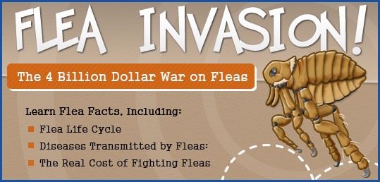 Flea Invasion