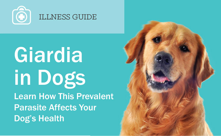 Giardia in Dogs