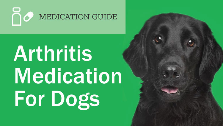 Arthritis Medication in Dogs