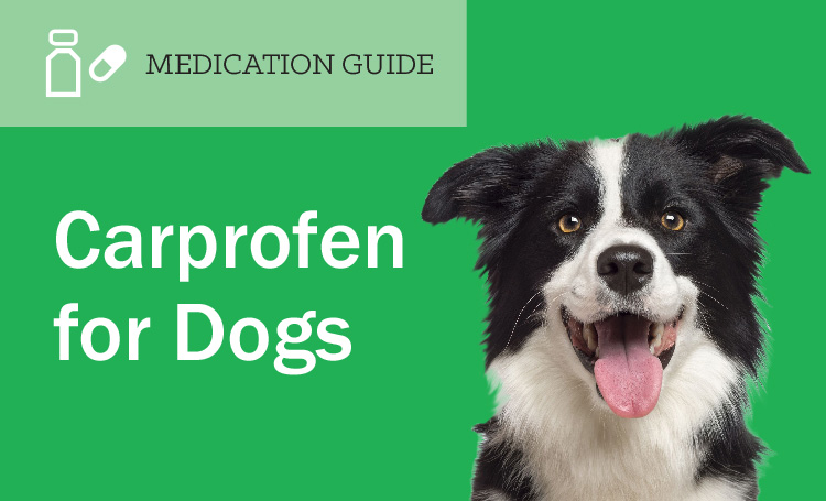 Supplements for pets with hip and joint problems