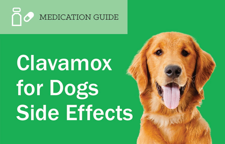 Clavamox For Dogs Side Effects On Sale EntirelyPets Rx