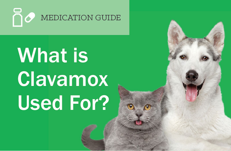 What is Clavamox Used for? | EntirelyPets Rx