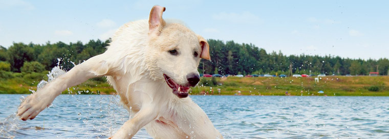 This dog is in water and he is having a blast.
