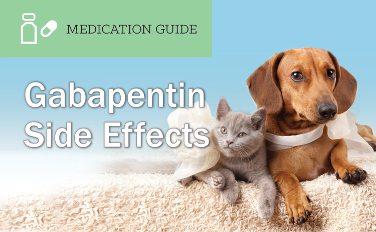 Gabapentin Side Effects EntirelyPets Rx