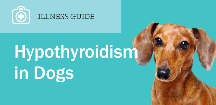 hypothyroidism in Dogs